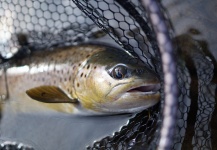 Jason Wittwer 's Fly-fishing Image of a Brown trout – Fly dreamers 