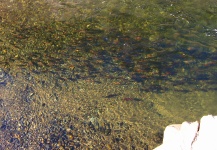 Fly-fishing Picture of Sockeye salmon shared by Mikey Wright – Fly dreamers