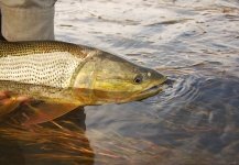  Fotografía de Pesca con Mosca de Dorado por Martin Tagliabue – Fly dreamers 