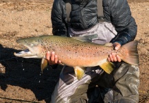 Marcelo Poo Montecinos 's Fly-fishing Catch of a Brown trout – Fly dreamers 