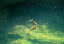 Marcelo Poo Montecinos 's Fly-fishing Pic of a Brown trout – Fly dreamers 