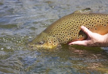  Foto de Pesca con Mosca de Trucha marrón compartida por CFI - Global Fisheries Management – Fly dreamers