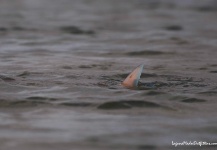  Imagen de Pesca con Mosca de Redfish compartida por Ben Paschal – Fly dreamers
