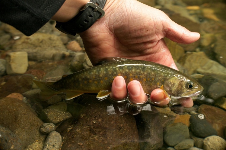 Niseko flyfishing and Tenkara