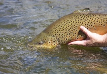 Fly-fishing Pic of Brown trout shared by CFI - Global Fisheries Management – Fly dreamers 