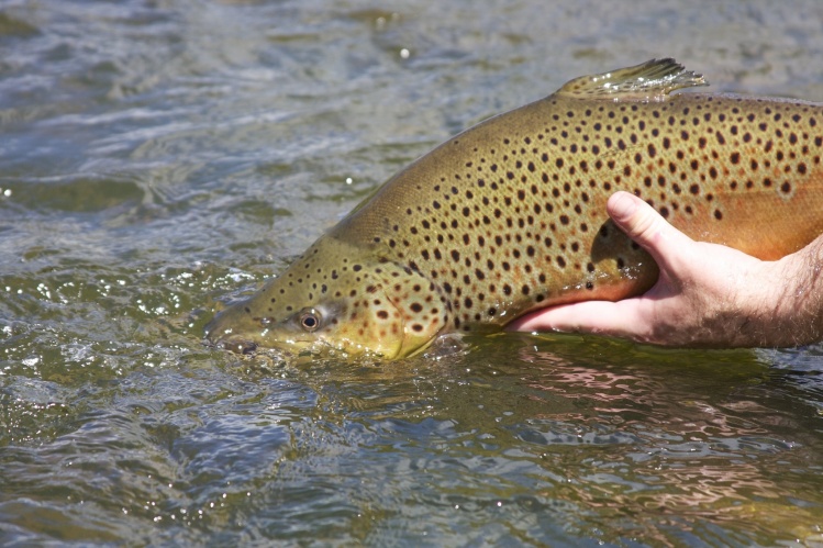 Catch and release. As fishermen we have the responsibility to properly maintain and care for the water and fish that give so much to us.  Practicing sound catch and release techniques when landing and handling fish is essential to doing this. Read up on s