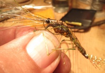 Fly-tying for European seabass -  Image shared by Toby Lure – Fly dreamers