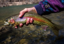 Fly-fishing Image of Rainbow trout shared by Drew Fuller – Fly dreamers