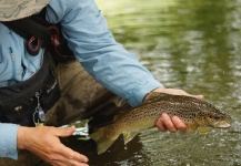 Fly-fishing Image of Brown trout shared by Matthew Deegan – Fly dreamers
