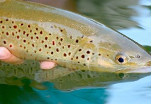 Fly-fishing Photo of Brown trout shared by Antonio Napolitano – Fly dreamers 