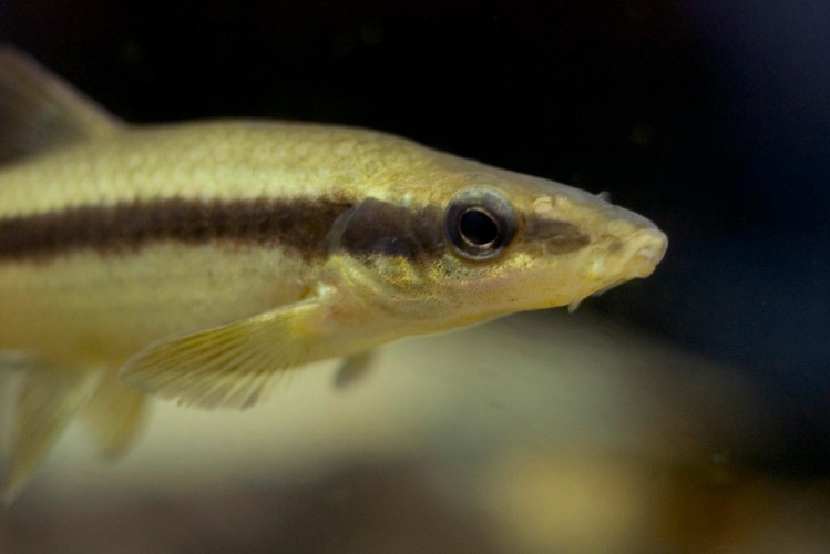 Striped shiner