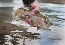  Foto de Pesca con Mosca de Trucha arcoiris compartida por Wendell Baer – Fly dreamers