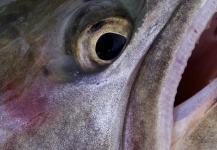  Fotografía de Pesca con Mosca de Greenback cutthroat por Sam Brost-Turner – Fly dreamers 