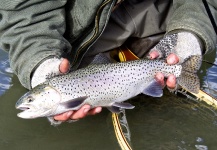 Fly-fishing Picture of Cutthroat shared by Sam Brost-Turner – Fly dreamers