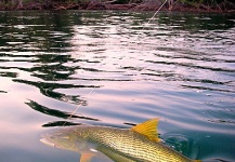 Fly-fishing Situation of Golden Dorado shared by Matias Sabatini 