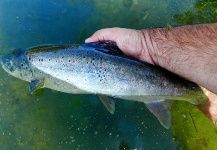  Imagen de Pesca con Mosca de Salmo trutta compartida por Musicarenje.net  - Murino – Fly dreamers