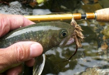 Fly-fishing Picture of Iwana - White Spotted Char shared by Masanori Sarai – Fly dreamers