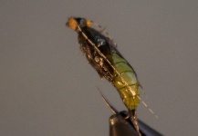 Robert Håkansson 's Fly-tying for Rainbow trout - Pic – Fly dreamers 