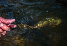  Fotografía de Pesca con Mosca de Trucha marrón por Drew Fuller – Fly dreamers