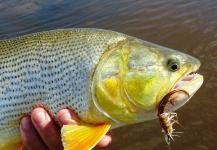 RIO CORRIENTE´S ANGLERS 's Fly-fishing Photo of a Golden Dorado – Fly dreamers 