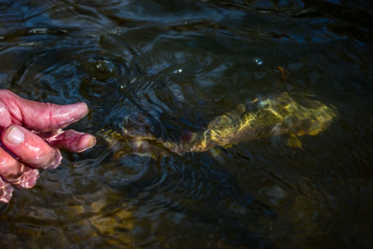 Releasing a nice brown.