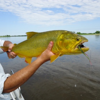 GOLDEN DORADO 
(SALMINUS MAXILLOSUS)