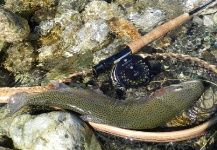 Montenegro fly fishing guide - rivers and fish