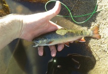  Foto de Pesca con Mosca de Trucha de arroyo o fontinalis por Marcelo Rubio – Fly dreamers 