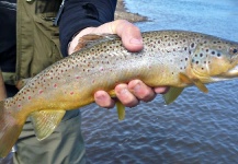 Carlos Sanguinetti 's Fly-fishing Image of a brown trout – Fly dreamers 