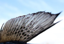 Fly-fishing Image of Grayling shared by Egidijus Kuncė – Fly dreamers