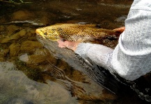 Fly-fishing Picture of Brown trout shared by Curtiss House – Fly dreamers