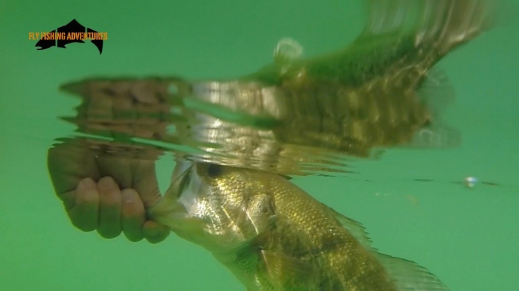 Bass Fishing in Belly Boat