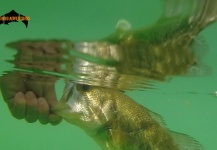 Antonio Napolitano 's Fly-fishing Photo of a Largemouth Bass – Fly dreamers 