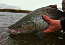  Fotografía de Pesca con Mosca de Sea-Trout (Trucha Marrón Anádroma) por Nicolas  Werning – Fly dreamers