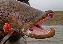 Nicolas  Werning 's Fly-fishing Photo of a Sea-Trout – Fly dreamers 