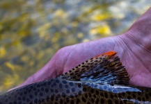  Fotografía de Pesca con Mosca de Trucha arcoiris por Drew Fuller – Fly dreamers 