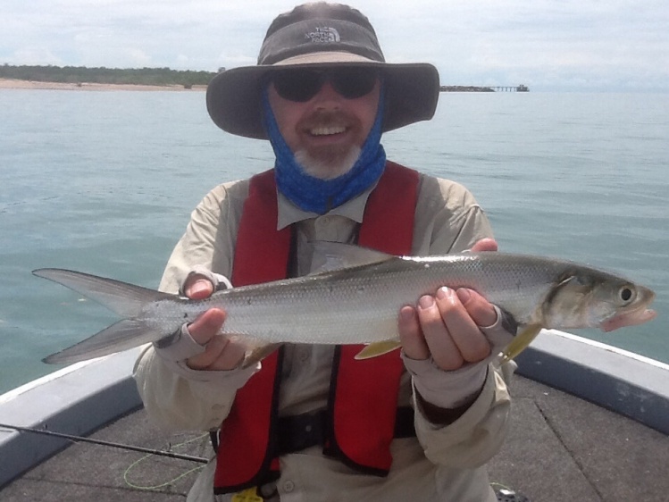 Ladyfish herring darwin harbour 20140413