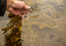 Drew Fuller 's Fly-fishing Image of a Brown trout – Fly dreamers 