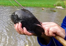 Fly-fishing Pic of Chameleon Cichlid shared by Matias Sabatini – Fly dreamers 