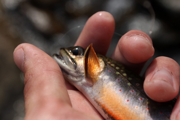 Native brook trout caught in the Shenandoah National Park. 