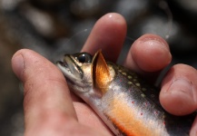  Fotografía de Pesca con Mosca de Trucha de arroyo o fontinalis por Wendell Baer – Fly dreamers 