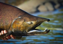 Esteban Tripicchio 's Fly-fishing Photo of a King salmon – Fly dreamers 