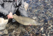 Tato Rodriguez 's Fly-fishing Photo of a Brown trout – Fly dreamers 