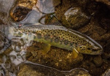  Fotografía de Pesca con Mosca de Trucha marrón compartida por Drew Fuller – Fly dreamers