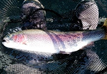 Jason Bordash 's Fly-fishing Photo of a Rainbow trout – Fly dreamers 
