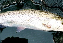 Jason Bordash 's Fly-fishing Picture of a Rainbow trout – Fly dreamers 