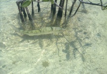  Fotografía de Pesca con Mosca de Bonefish por Douglas Saunders – Fly dreamers 