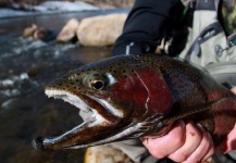 Ross Freedman 's Fly-fishing Catch of a Rainbow trout – Fly dreamers 