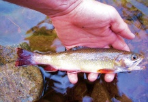  Fotografía de Pesca con Mosca de trucha fontinalis compartida por Brad Billings – Fly dreamers