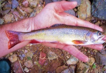 Brad Billings 's Fly-fishing Pic of a squaretail – Fly dreamers 